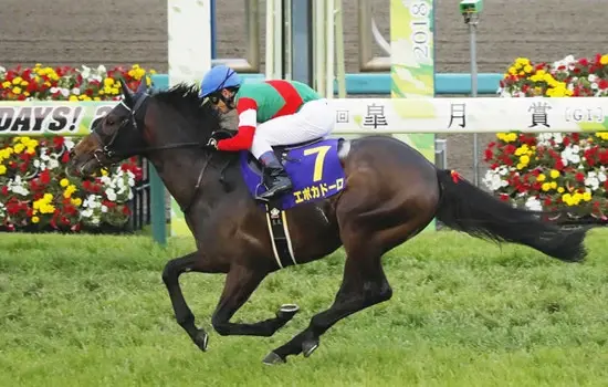 Japan Derby